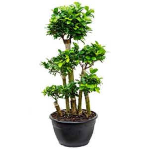 Ficus microcarpa compacta bonsai forrest kamerplant