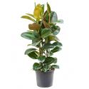 Ficus robusta L3 kamerplant