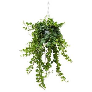 Hedera helix wonder XS hangplant