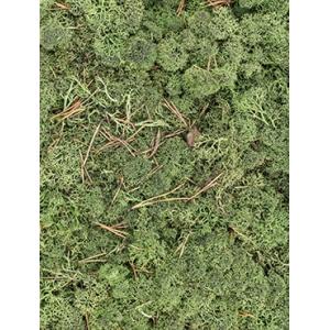 IJslandsmos cladonia donkergroen 0,5 m2