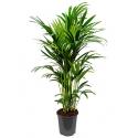 Kentia Palm howea forsteriana 10pp kamerplant