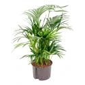 Kentia palm forsteriana grafton hydrocultuur plant