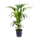 Kentia Palm howea forsteriana 5pp M kamerplant