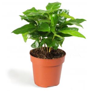 Koffieplant Coffea arabica S kamerplant