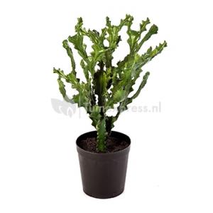 Kunstplant Mountain cactus XL