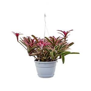 Neoregelia fireball donger hangplant