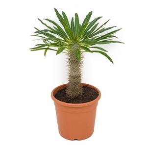 Pachypodium Palm lamerei M kamerplant