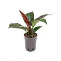 Philodendron imperial red S hydrocultuur plant