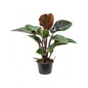 Philodendron red congo L kamerplant