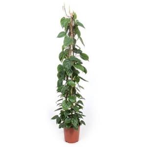 Philodendron scandens pyramis kamerplant