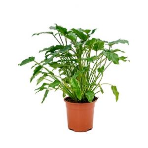 Philodendron xanadu S kamerplant