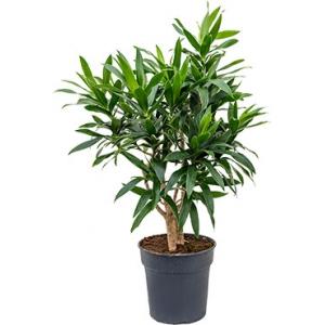 Dracaena Pleomele reflexa M kamerplant