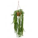 Rhipsalis paradoxa M hangplant