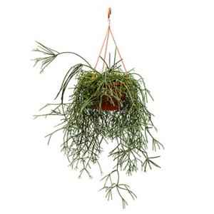 Rhipsalis pilocarpa hangplant