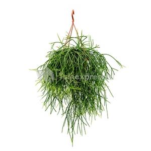 Rhipsalis pulchra M hangplant