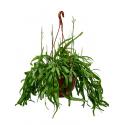 Rhipsalis ramaloris hangplant