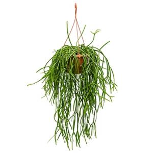 Rhipsalis trigona hangplant