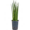 Sansevieria bacularis S hydrocultuur plant