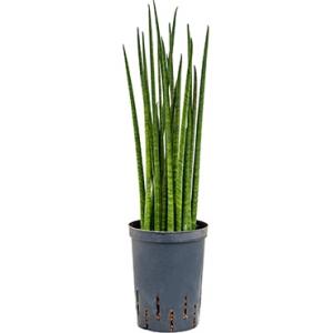 Sansevieria bacularis S hydrocultuur plant