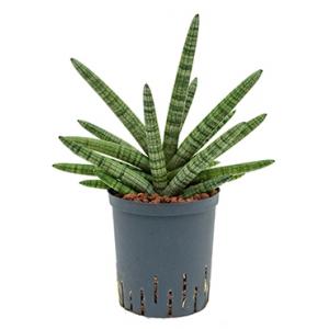 Sansevieria cylindrica boncel hydrocultuur plant