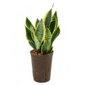 Sansevieria futura superba S hydrocultuur plant