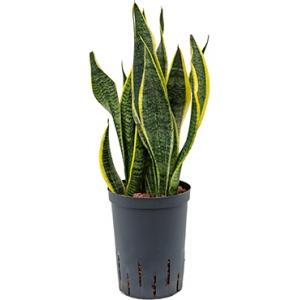 Sansevieria futura superba M hydrocultuur plant