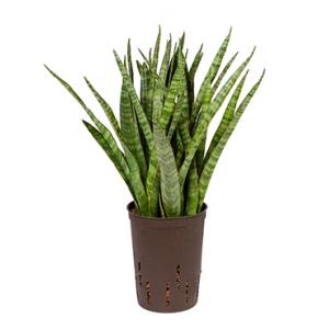 Sansevieria kirkii S hydrocultuur plant