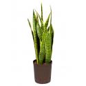 Sansevieria laurentii S hydrocultuur plant