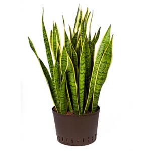 Sansevieria laurentii XL hydrocultuur plant