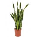 Sansevieria laurentii S kamerplant