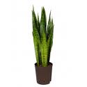 Sansevieria zeylanica M hydrocultuur plant