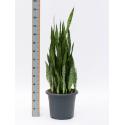 Sansevieria zeylanica riva