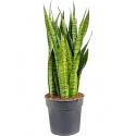 Sansevieria zeylanica alapi kamerplant