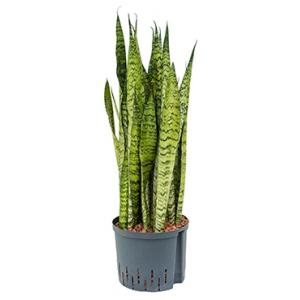 Sansevieria zeylanica XL hydrocultuur plant