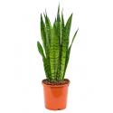 Sansevieria zeylanica selki