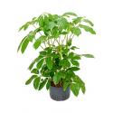 Schefflera amate XL hydrocultuur plant