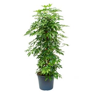 Schefflera arboricola vertakt M kamerplant