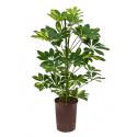 Schefflera gold capella 2pp hydrocultuur plant