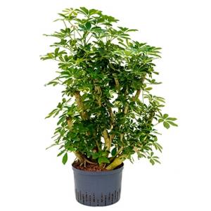 Schefflera gold capella vertakt M hydrocultuur plant