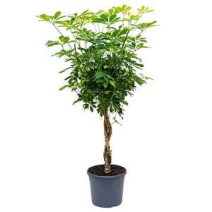 Schefflera gold capella gevlochten kamerplant