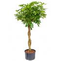 Schefflera gold capella gevlochten S hydrocultuur plant