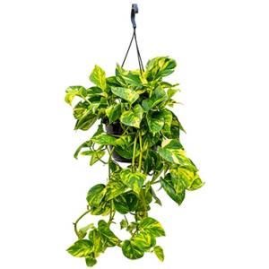 Scindapsus epipremnum aureum XXS hangplant