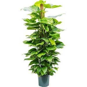 Scindapsus epipremnum aureum mosstok 150 S kamerplant