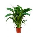 Lepelplant Spathiphyllum sweet lauretta M kamerplant