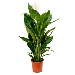 Lepelplant Spathiphyllum sweet sebastiano kamerplant