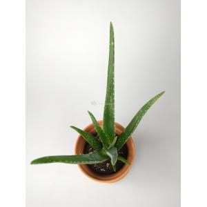 Aloe vera barbadensis XS kamerplant in terracotta bloempot