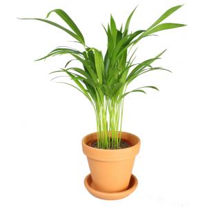 Areca Goudpalm lutescens XS kamerplant in terracotta bloempot