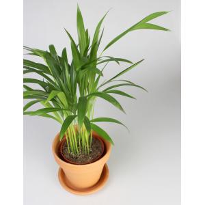 Areca Goudpalm lutescens XS kamerplant in terracotta bloempot