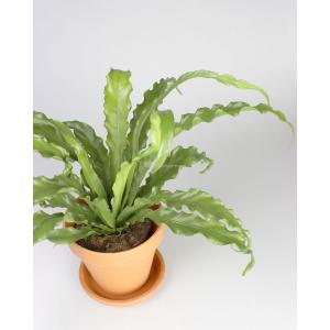 Asplenium osaka S Varen kamerplant in terracotta bloempot