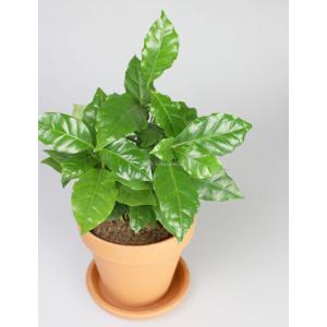 Koffieplant Coffea arabica S kamerplant in terracotta bloempot